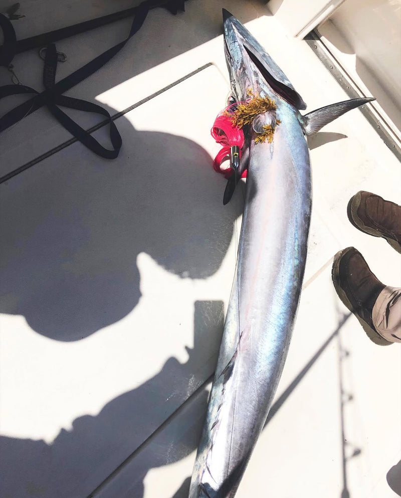 Load image into Gallery viewer, Caribbean Bullet Head
