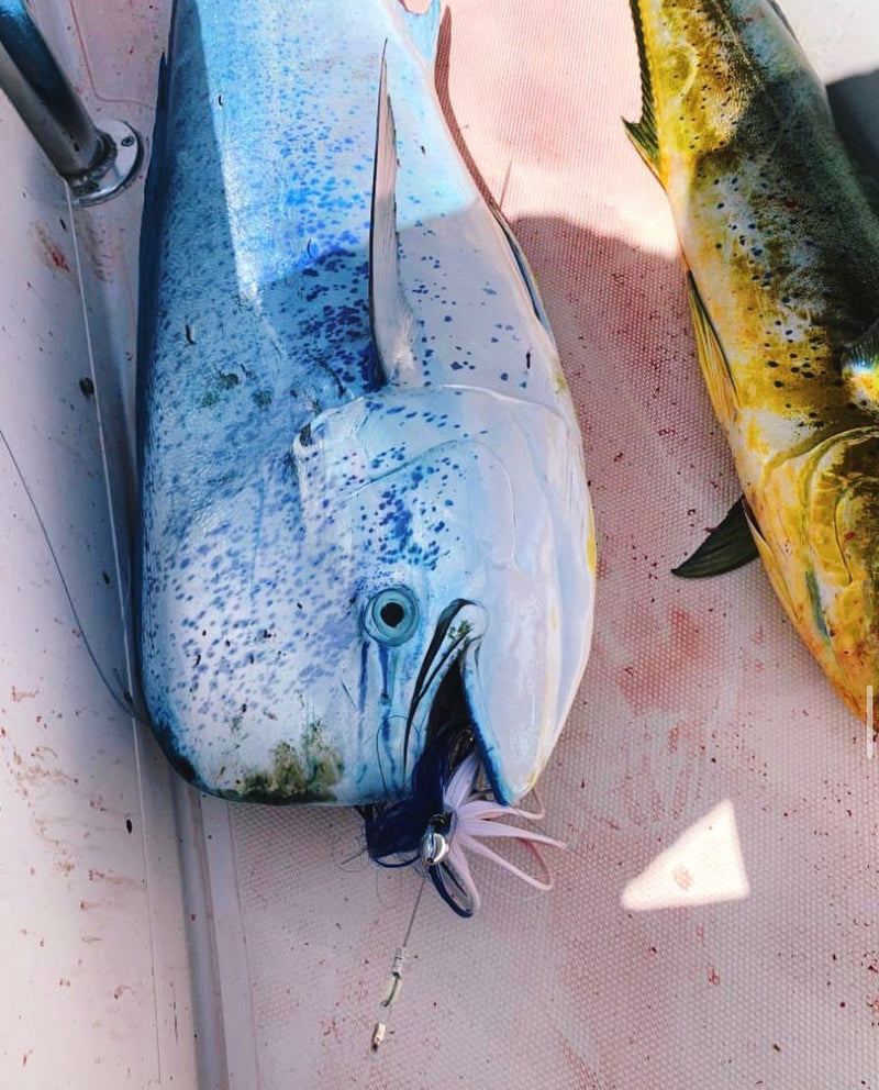 Load image into Gallery viewer, Caribbean Bullet Head
